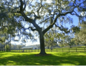 campo2 francisco perez yoma